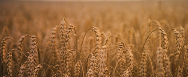 Fuzarioza zbóż to groźna choroba, która może diametralnie wpłynąć na jakość plonów.